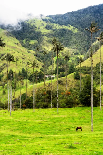 Paisaje Palmeras Cera Ceroxylon Quindiuense Valle Del Cocora Valle Cocora — Foto de Stock