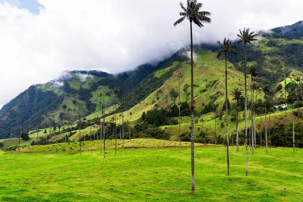 Viaszpálmafák Tájképe Ceroxylon Quindiuense Cocora Völgyben Vagy Valle Cocora Kolumbiában — Stock Fotó