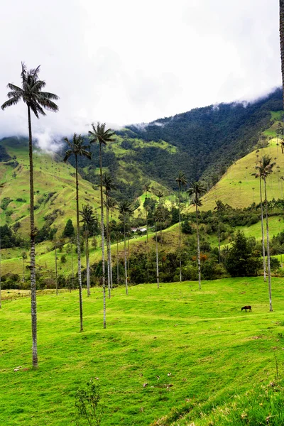 Landschaft Aus Wachspalmen Ceroxylon Quindiuense Cocora Tal Oder Valle Cocora — Stockfoto
