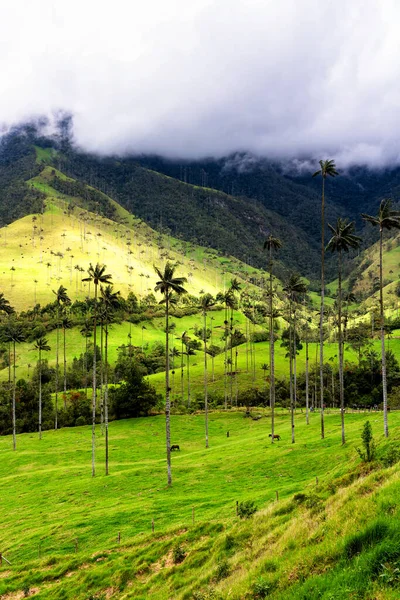 Landschap Van Wassen Palmbomen Ceroxylon Quindiuense Cocora Valley Valle Cocora — Stockfoto