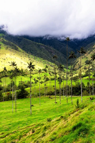 Viaszpálmafák Tájképe Ceroxylon Quindiuense Cocora Völgyben Vagy Valle Cocora Kolumbiában — Stock Fotó