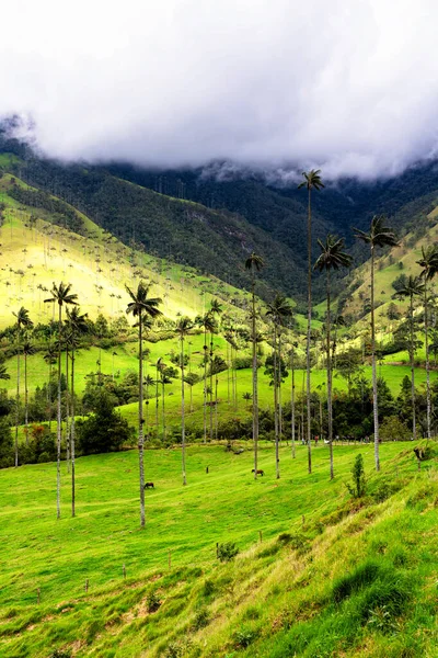 Paysage Palmiers Cire Ceroxylon Quindiuense Dans Vallée Cocora Valle Cocora — Photo