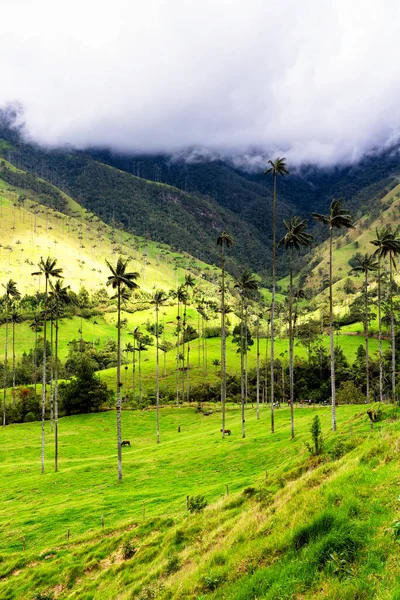 Viaszpálmafák Tájképe Ceroxylon Quindiuense Cocora Völgyben Vagy Valle Cocora Kolumbiában — Stock Fotó