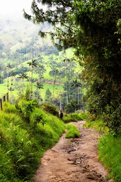 Una Vista Desde Comienzo Caminata Hacia Valle Del Cocora Famoso — Foto de Stock