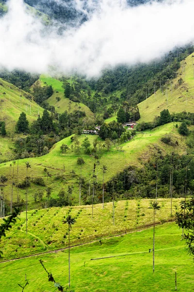 남아메리카살라 근처에 콜롬비아의 계곡이나 발레데 콜라에 야자수 Ceroxylon Quindiuense — 스톡 사진