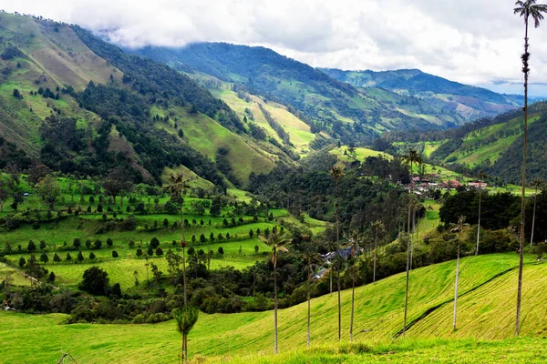 남아메리카살라 근처에 콜롬비아의 계곡이나 발레데 콜라에 야자수 Ceroxylon Quindiuense — 스톡 사진