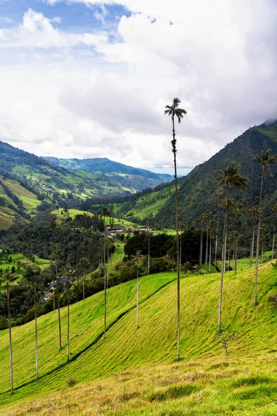 Güney Amerika 'nın Salento kasabası yakınlarındaki Kolombiya' da Cocora Vadisi veya Valle de Cocora 'da balmumu palmiye ağaçları (Ceroxylon quindiuense) manzarası