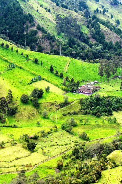 Paisaje Palmeras Cera Ceroxylon Quindiuense Valle Del Cocora Valle Cocora —  Fotos de Stock