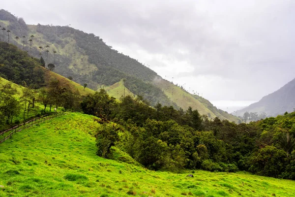 Paisaje Palmeras Cera Ceroxylon Quindiuense Valle Del Cocora Valle Cocora —  Fotos de Stock