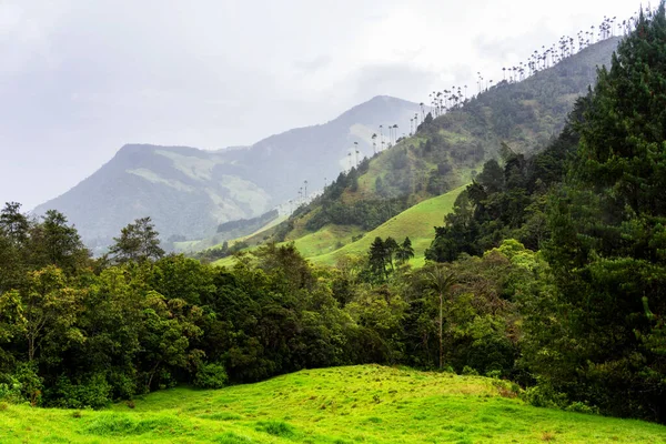 Viaszpálmafák Tájképe Ceroxylon Quindiuense Cocora Völgyben Vagy Valle Cocora Kolumbiában — Stock Fotó