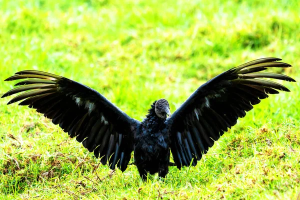 Cathartidae Aura Coragyps Atratus Black Vulture Colombia South America — Stock Photo, Image