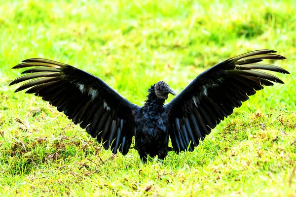 Cathartidae Aura Coragyps Atratus Black Vulture Colombia South America — Stock Photo, Image