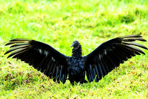 Cathartidae Aura Coragyps Atratus Black Vulture Colombia South America — 스톡 사진