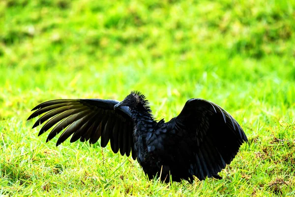 Cathartidae Aura Coragyps Atratus Buitre Negro Colombia América Del Sur — Foto de Stock