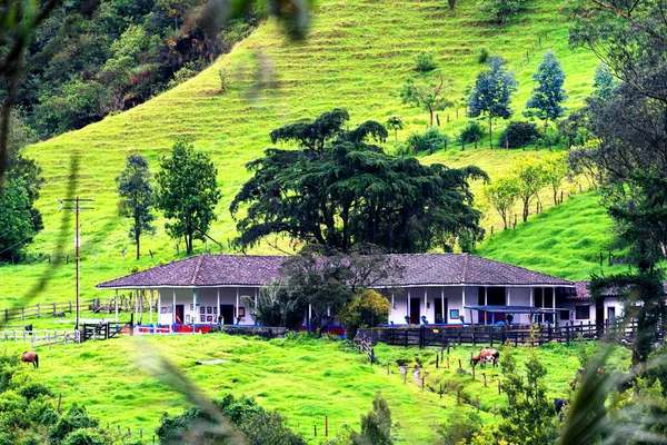 Landschaft Aus Wachspalmen Ceroxylon Quindiuense Cocora Tal Oder Valle Cocora — Stockfoto