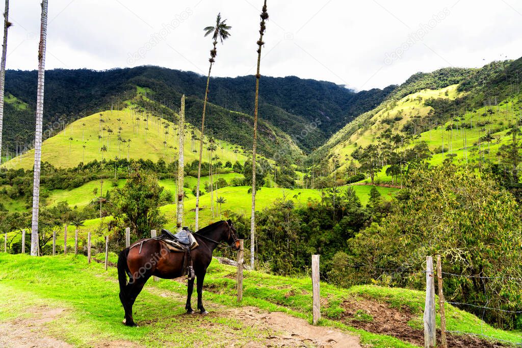 Landscape of wax palm trees (Ceroxylon quindiuense) in Cocora Valley or Valle de Cocora in Colombia near Salento town, South America