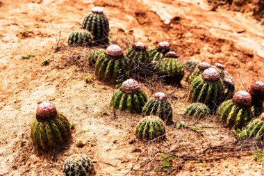 Desert Tatacoa - Desierto de la Tatacoa, Kolombiya,