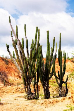 Desert Tatacoa - Desierto de la Tatacoa, Kolombiya,