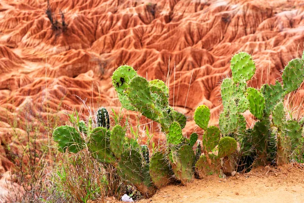 Desert Tatacoa Desierto Tatacoa Colombia — Stockfoto