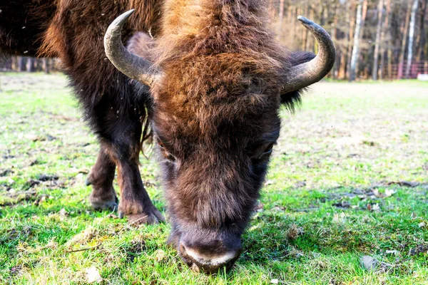 Bisons Sauvages Européens Bison Bonasus Dans Réserve Forestière Pszczyna Jankowice — Photo