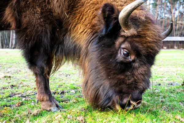 Bisons Sauvages Européens Bison Bonasus Dans Réserve Forestière Pszczyna Jankowice — Photo