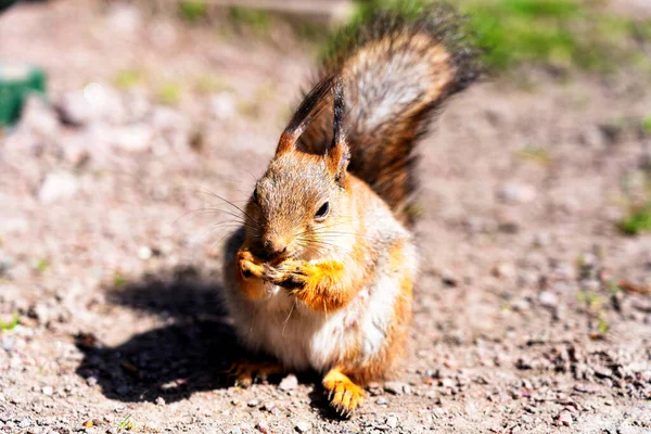 Esquilo Vermelho Comendo Uma Noz Chão Parque Peterhof Sankt Petersburg — Fotografia de Stock