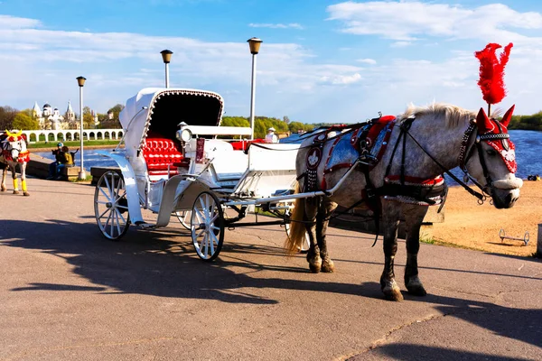 Cavalo Aproveitado Para Uma Carruagem Para Passear Pela Cidade Veliky — Fotografia de Stock