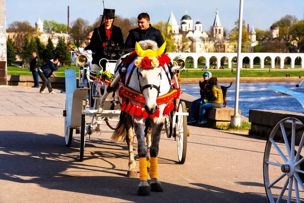 Veliky Novgorod Maio 2019 Cavalo Montado Uma Carruagem Para Passear — Fotografia de Stock