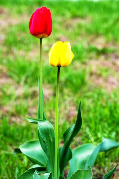 Beautiful Tulips Flower Municipal Park — Stock Photo, Image