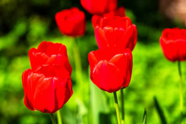 Beautiful Tulips Flower Municipal Park — Stock Photo, Image