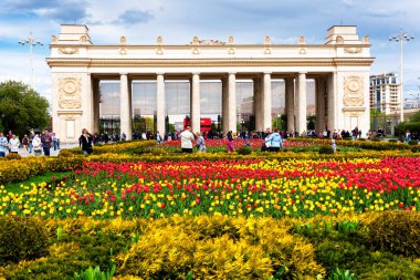 MOSCOW, RUSSIA - 4 Mayıs 2019: Gorky belediye parkında güzel laleler çiçek açtı, Moskova, Rusya