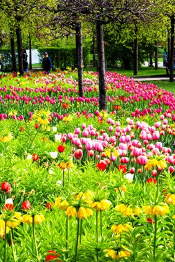 Belediye parkında güzel laleler çiçek açar..