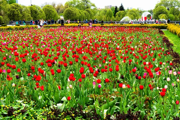 Linda Flor Tulipas Parque Municipal — Fotografia de Stock