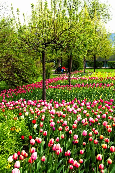 Linda Flor Tulipas Parque Municipal — Fotografia de Stock