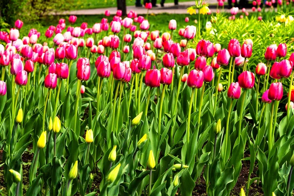 Linda Flor Tulipas Parque Municipal — Fotografia de Stock