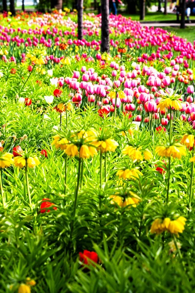 Piękny Kwiat Tulipanów Parku Miejskim — Zdjęcie stockowe