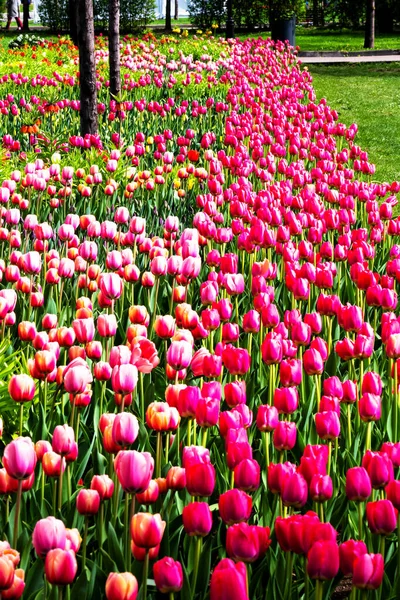 Linda Flor Tulipas Parque Municipal — Fotografia de Stock