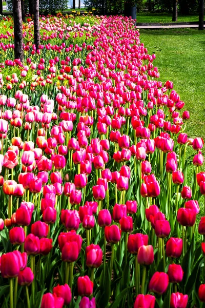 Linda Flor Tulipas Parque Municipal — Fotografia de Stock