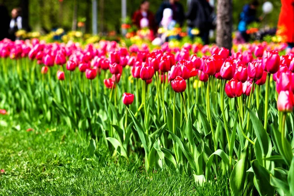 Linda Flor Tulipas Parque Municipal — Fotografia de Stock