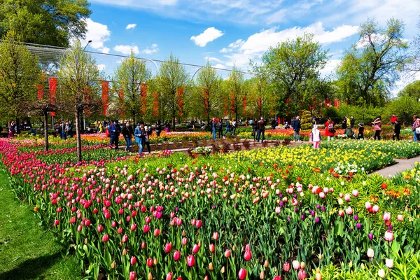 Linda Flor Tulipas Parque Municipal — Fotografia de Stock