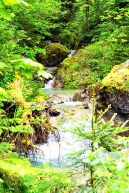 Pieniny dağlarındaki Homole Geçidi, Polonya