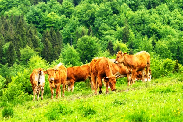 Krávy Alpské Louce Pozadí Pohoří Pieniny Szczawnica Polsko — Stock fotografie