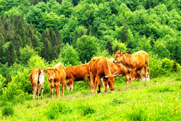 Cows on alpine meadow, in the background the Pieniny mountains near Szczawnica, Poland