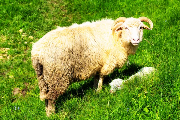 Troupeau Moutons Broutant Sur Une Prairie Sauvage Dans Parc National — Photo