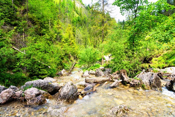 Corvo Homole Nas Montanhas Pieniny Polônia — Fotografia de Stock