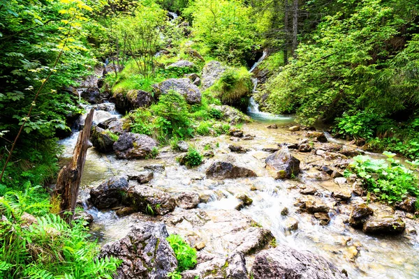 Corvo Homole Nas Montanhas Pieniny Polônia — Fotografia de Stock