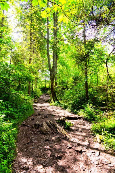 Racines Rochers Sentier Randonnée Boueux Dans Forêt Concentration Sélective — Photo