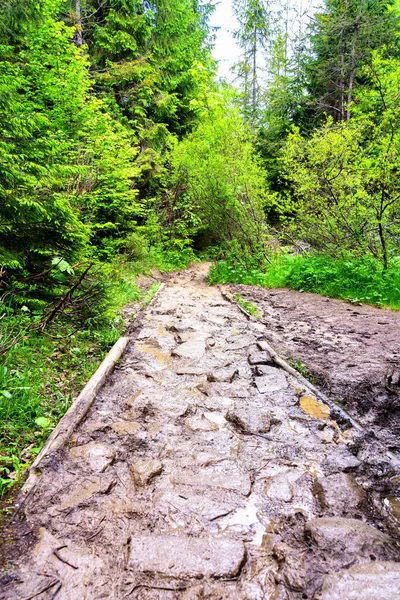 Racines Rochers Sentier Randonnée Boueux Dans Forêt Concentration Sélective — Photo