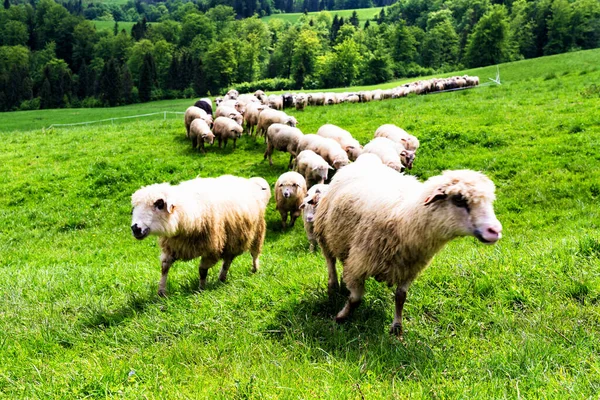 Troupeau Moutons Broutant Sur Une Prairie Sauvage Dans Parc National — Photo
