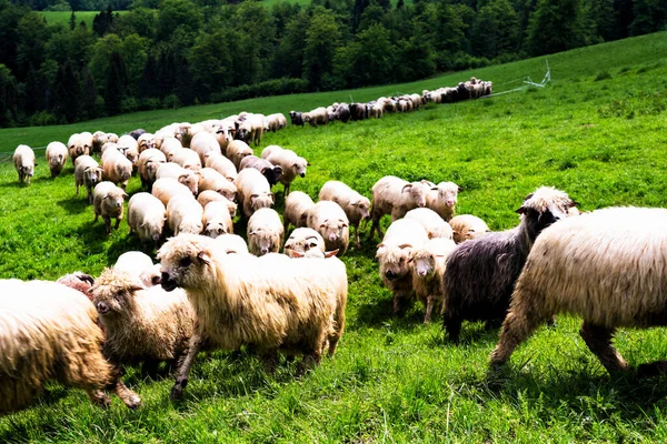 Rebaño Ovejas Pastando Prado Salvaje Parque Nacional Pieniny Polonia — Foto de Stock